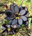 🔥 An actual Black Lotus