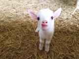 Baby goat! :P