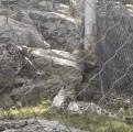 Snow leopard and its cup surprising each other