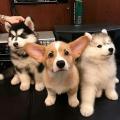 Three doggos lookin F I N E