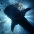 I was lucky enough to capture a whale shark eclipsing the sun above us.