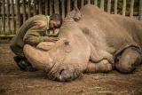 Joseph Wachira comforts Sudan, the last male Northern White Rhino on the planet before it died