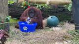 Sandra the Orangutan started washing her hands after observing her caretakers doing it