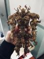 A creature made from the shells of cicadas