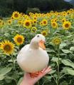 Sunflower duck