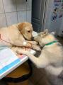 This veterinarian has a comfort dog assistant that helps sick dog patients know that everything will be alright