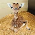 Cutest baby giraffe!