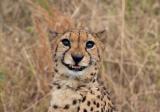 Photogenic Cheetah