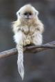 This fluff nugget is the Golden Snub-Nosed Monkey. Unfortunately, it is of the most endangered animals in the world.