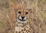 A very photogenic cheetah