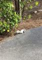 A white squirrel