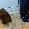 Owner teaches Dachshund dog how to wipe her wet paws