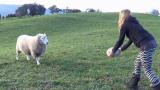 Sheep Playing Rugby