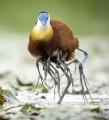 A Jacana carrying its babies under its wings