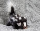 This adorable baby skunk