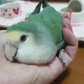 An adorable and trusting little birb getting cozy in their human's hand