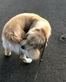This dog just won't let go of his tail.