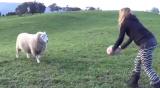 Sheep playing rugby