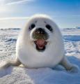 Seal of happiness