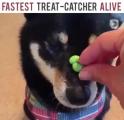 heck!fastest dog alive