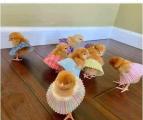 Topless chicks in short skirts.. :)