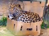 Confirmation that all cats love boxes