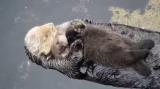 Baby sea otter sleeping on top of its mum