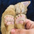 Cat with 6 Toes