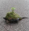 Snapping turtle has the world on its back
