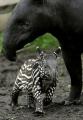 Mother and her baby Tapir