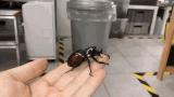 Rhinoceros beetle taking off