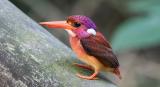 This ultra-rare South Philippine Dwarf Kingfisher was photographed for the very first time (credit: Miguel de Leon).