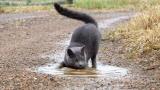 Not all cats hate water...