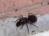 A flood brought a new species of ant to my neighborhood. Size comparison next to regular ant