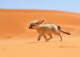 cute little desert fox