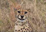 PsBattle: A cheetah showing its fangs