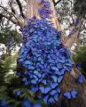 Tree of Butterflies