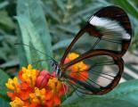 Glass wing butterfly (Greta oto)