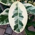 This variegated rubber plant looks like it's straight from the eighties.