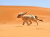 Fennec Fox in Moroccan Sahara