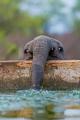 Baby elephant getting a drink of water