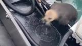 🔥 Seal jumps on the boat to save itself from Orca killer whale 🔥