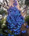 Tree of butterflies