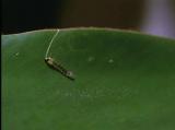 Гусеница создала себе защиту от хищников на время трапезы