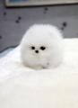 Snowball pupy