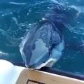 A shark looking for food biting the boat