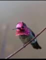 Beautiful colors on this hummingbird