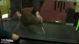 Piwi the kiwi on a treadmill (to help strengthen its legs after surgery)