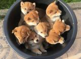 A bucket full of cuteness