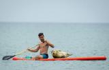 Local seal named Sammy hitching a ride on a paddle board